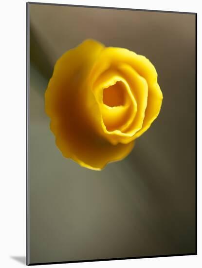 California Poppy II-Jonathan Nourock-Mounted Photographic Print