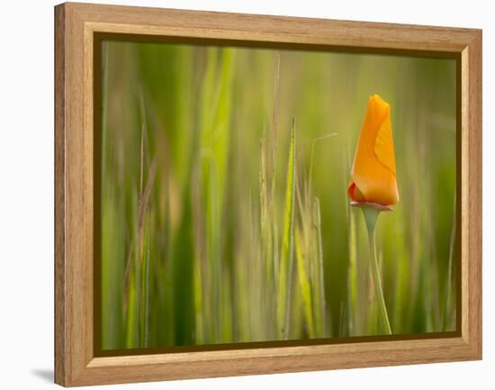 California Poppy in Grass, Paso Robles, California, Usa-Rob Sheppard-Framed Premier Image Canvas