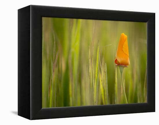 California Poppy in Grass, Paso Robles, California, Usa-Rob Sheppard-Framed Premier Image Canvas