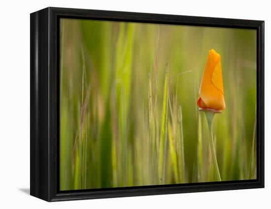 California Poppy in Grass, Paso Robles, California, Usa-Rob Sheppard-Framed Premier Image Canvas