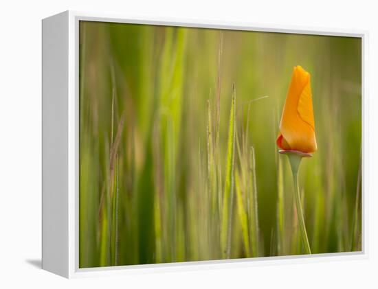 California Poppy in Grass, Paso Robles, California, Usa-Rob Sheppard-Framed Premier Image Canvas