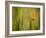 California Poppy in Grass, Paso Robles, California, Usa-Rob Sheppard-Framed Photographic Print