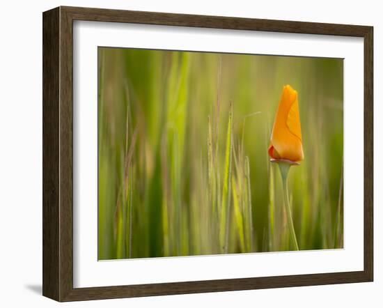 California Poppy in Grass, Paso Robles, California, Usa-Rob Sheppard-Framed Photographic Print