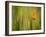 California Poppy in Grass, Paso Robles, California, Usa-Rob Sheppard-Framed Photographic Print