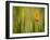 California Poppy in Grass, Paso Robles, California, Usa-Rob Sheppard-Framed Photographic Print