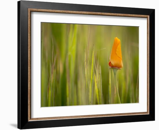 California Poppy in Grass, Paso Robles, California, Usa-Rob Sheppard-Framed Photographic Print