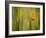 California Poppy in Grass, Paso Robles, California, Usa-Rob Sheppard-Framed Photographic Print