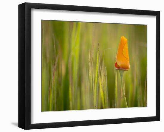 California Poppy in Grass, Paso Robles, California, Usa-Rob Sheppard-Framed Photographic Print