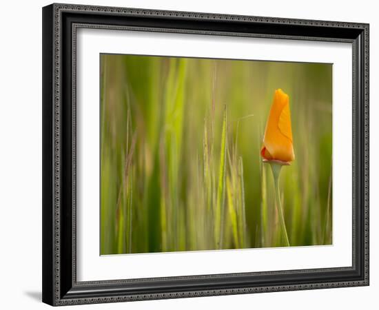 California Poppy in Grass, Paso Robles, California, Usa-Rob Sheppard-Framed Photographic Print