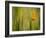 California Poppy in Grass, Paso Robles, California, Usa-Rob Sheppard-Framed Photographic Print