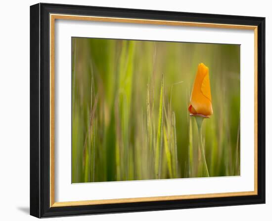 California Poppy in Grass, Paso Robles, California, Usa-Rob Sheppard-Framed Photographic Print