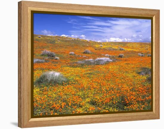 California Poppy Reserve, Lancaster, California, USA-John Alves-Framed Premier Image Canvas