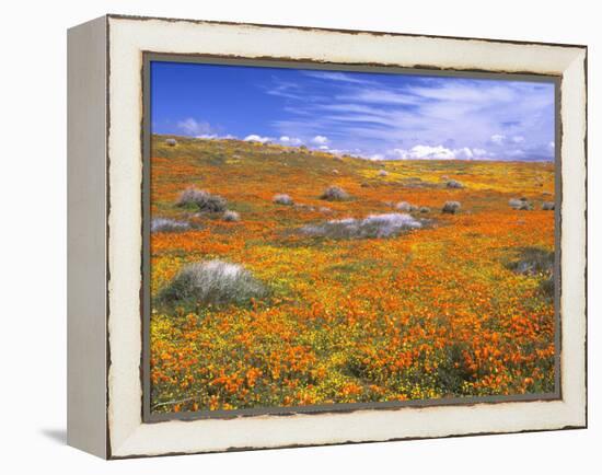 California Poppy Reserve, Lancaster, California, USA-John Alves-Framed Premier Image Canvas
