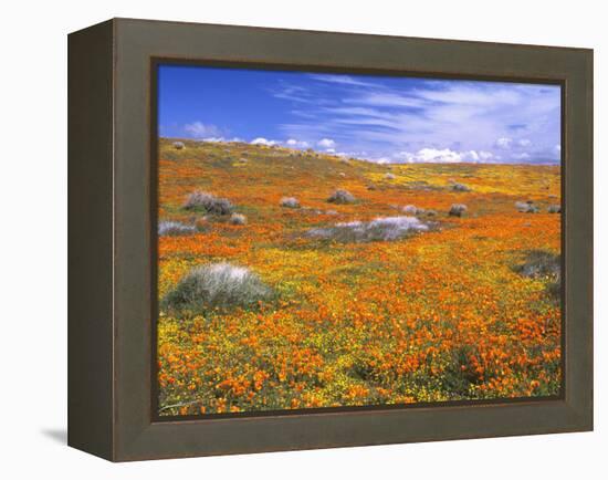 California Poppy Reserve, Lancaster, California, USA-John Alves-Framed Premier Image Canvas