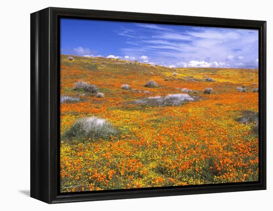 California Poppy Reserve, Lancaster, California, USA-John Alves-Framed Premier Image Canvas