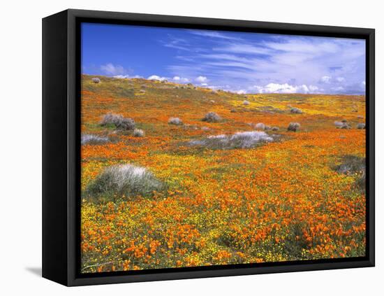 California Poppy Reserve, Lancaster, California, USA-John Alves-Framed Premier Image Canvas