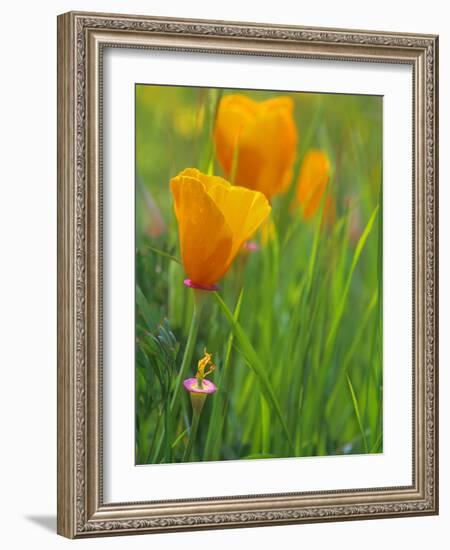 California Poppy Reserve, Lancaster, California, USA-John Alves-Framed Photographic Print