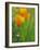 California Poppy Reserve, Lancaster, California, USA-John Alves-Framed Photographic Print