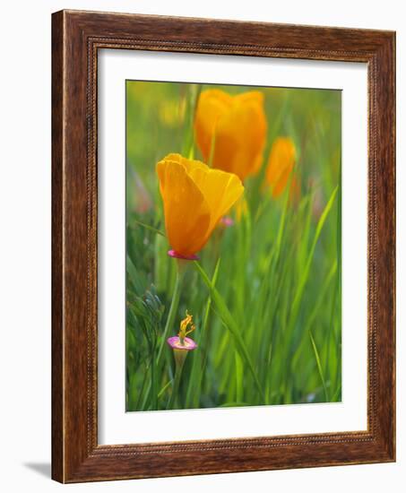 California Poppy Reserve, Lancaster, California, USA-John Alves-Framed Photographic Print