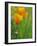 California Poppy Reserve, Lancaster, California, USA-John Alves-Framed Photographic Print