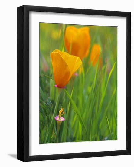 California Poppy Reserve, Lancaster, California, USA-John Alves-Framed Photographic Print