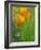 California Poppy Reserve, Lancaster, California, USA-John Alves-Framed Photographic Print