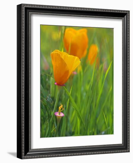 California Poppy Reserve, Lancaster, California, USA-John Alves-Framed Photographic Print