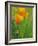 California Poppy Reserve, Lancaster, California, USA-John Alves-Framed Photographic Print