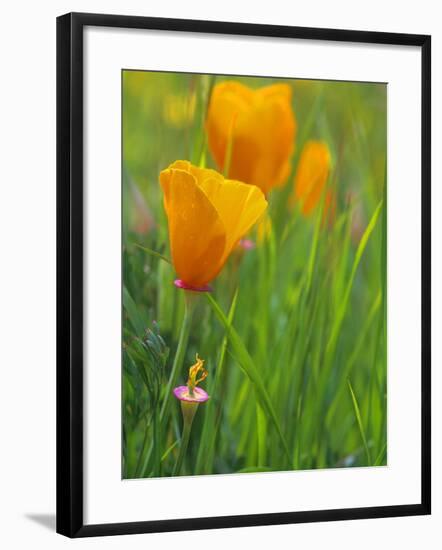 California Poppy Reserve, Lancaster, California, USA-John Alves-Framed Photographic Print