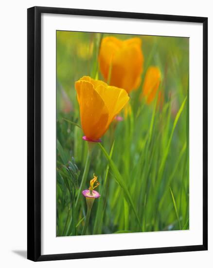 California Poppy Reserve, Lancaster, California, USA-John Alves-Framed Photographic Print