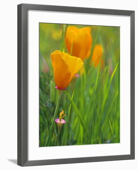 California Poppy Reserve, Lancaster, California, USA-John Alves-Framed Photographic Print