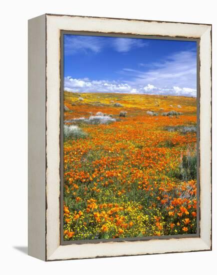 California Poppy Reserve, Lancaster, California, USA-John Alves-Framed Premier Image Canvas