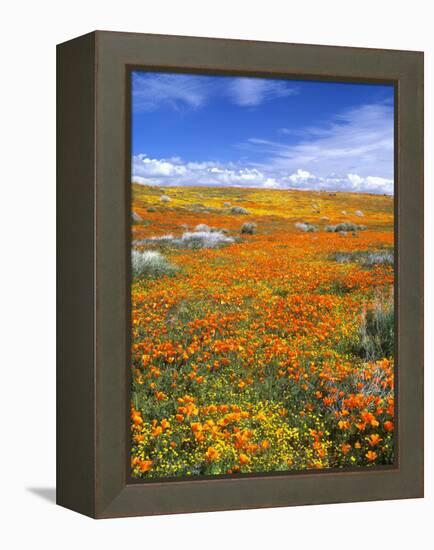 California Poppy Reserve, Lancaster, California, USA-John Alves-Framed Premier Image Canvas