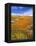 California Poppy Reserve, Lancaster, California, USA-John Alves-Framed Premier Image Canvas