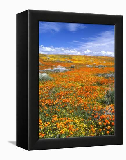 California Poppy Reserve, Lancaster, California, USA-John Alves-Framed Premier Image Canvas