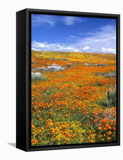 California Poppy Reserve, Lancaster, California, USA-John Alves-Framed Premier Image Canvas