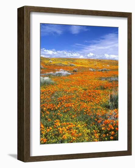 California Poppy Reserve, Lancaster, California, USA-John Alves-Framed Photographic Print