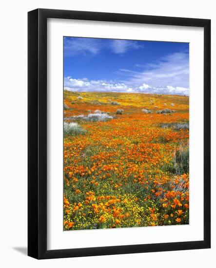 California Poppy Reserve, Lancaster, California, USA-John Alves-Framed Photographic Print