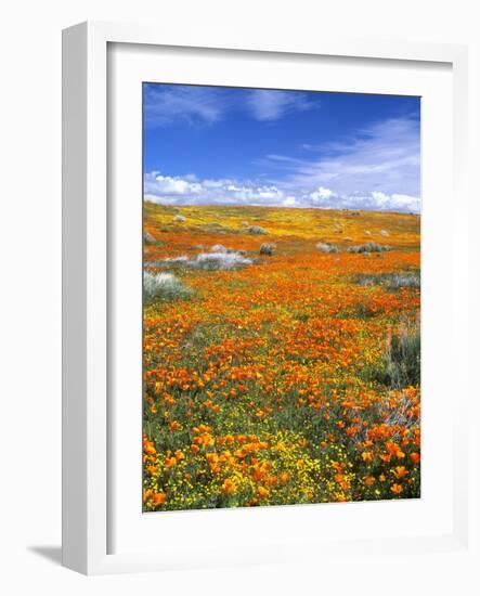 California Poppy Reserve, Lancaster, California, USA-John Alves-Framed Photographic Print