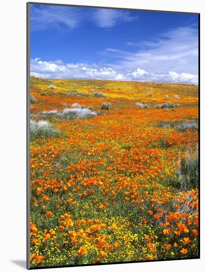 California Poppy Reserve, Lancaster, California, USA-John Alves-Mounted Photographic Print