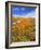 California Poppy Reserve, Lancaster, California, USA-John Alves-Framed Photographic Print