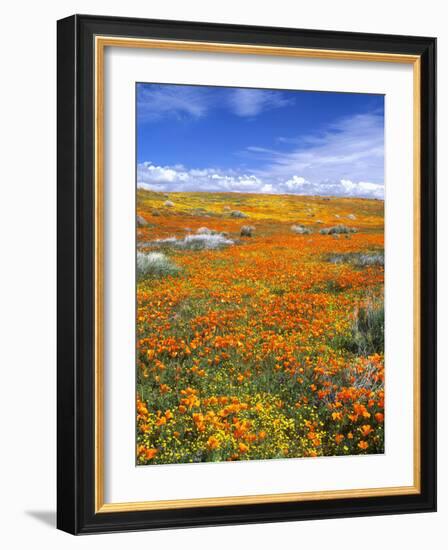 California Poppy Reserve, Lancaster, California, USA-John Alves-Framed Photographic Print