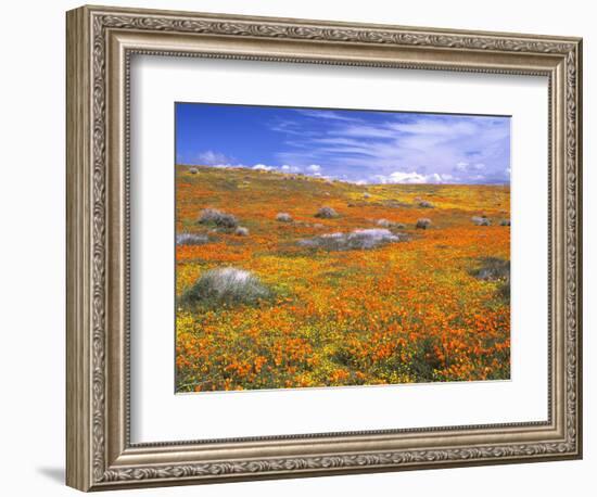 California Poppy Reserve, Lancaster, California, USA-John Alves-Framed Photographic Print