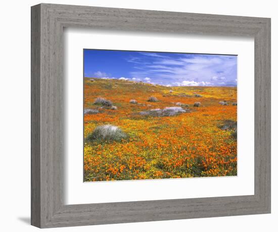 California Poppy Reserve, Lancaster, California, USA-John Alves-Framed Photographic Print