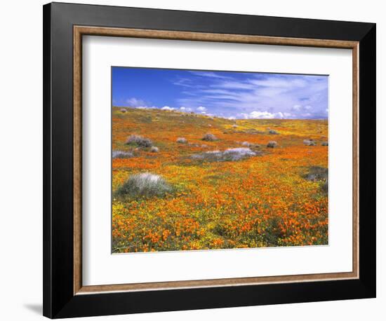 California Poppy Reserve, Lancaster, California, USA-John Alves-Framed Photographic Print