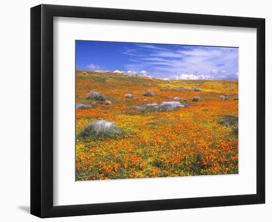 California Poppy Reserve, Lancaster, California, USA-John Alves-Framed Photographic Print