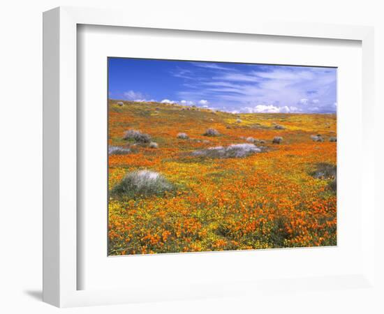 California Poppy Reserve, Lancaster, California, USA-John Alves-Framed Photographic Print