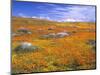 California Poppy Reserve, Lancaster, California, USA-John Alves-Mounted Photographic Print