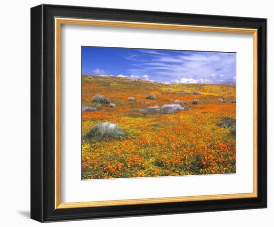 California Poppy Reserve, Lancaster, California, USA-John Alves-Framed Photographic Print