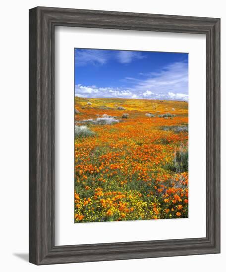 California Poppy Reserve, Lancaster, California, USA-John Alves-Framed Photographic Print